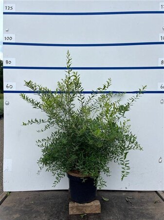 Spiraea cinerea 'Grefsheim' 60-80 cm cont. 7,5L - afbeelding 7
