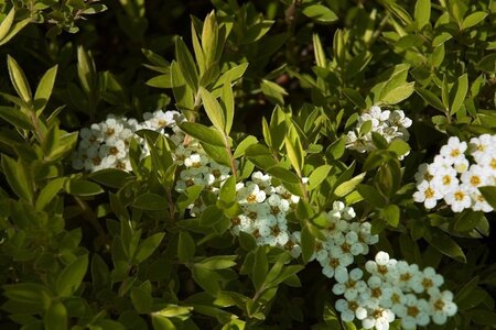 Spiraea cinerea 'Grefsheim' 60-80 cm cont. 7,5L - afbeelding 3