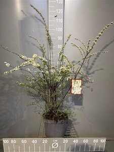 Spiraea cinerea 'Grefsheim' 60-80 cm cont. 7,5L - afbeelding 8