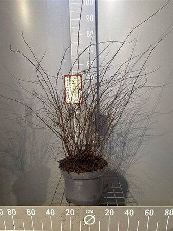 Spiraea cinerea 'Grefsheim' 60-80 cm cont. 7,5L - afbeelding 6