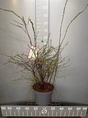 Spiraea cinerea 'Grefsheim' 60-80 cm cont. 7,5L - afbeelding 6