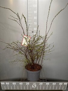 Spiraea cinerea 'Grefsheim' 60-80 cm cont. 7,5L - afbeelding 6