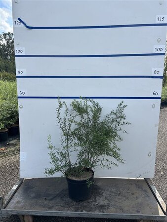 Spiraea cinerea 'Grefsheim' 60-80 cm cont. 7,5L - afbeelding 6