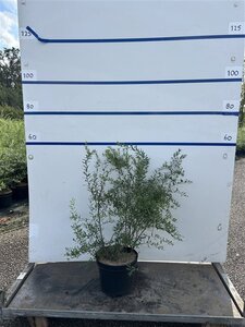 Spiraea cinerea 'Grefsheim' 60-80 cm cont. 7,5L - afbeelding 6