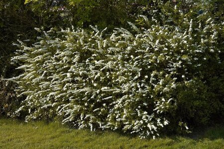Spiraea cinerea 'Grefsheim' 60-80 cm wortelgoed struik - afbeelding 1