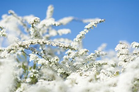 Spiraea cinerea 'Grefsheim' 60-80 cm wortelgoed struik - afbeelding 2