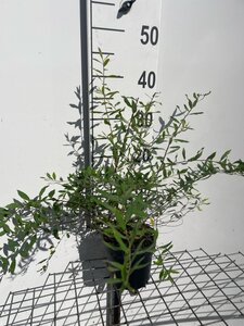 Spiraea cinerea 'Grefsheim' geen maat specificatie cont. 1,3L
