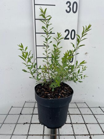 Spiraea cinerea 'Grefsheim' geen maat specificatie cont. 1,3L - afbeelding 2