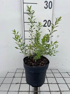 Spiraea cinerea 'Grefsheim' geen maat specificatie cont. 1,3L - afbeelding 2