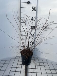 Spiraea cinerea 'Grefsheim' geen maat specificatie cont. 1,3L - afbeelding 2