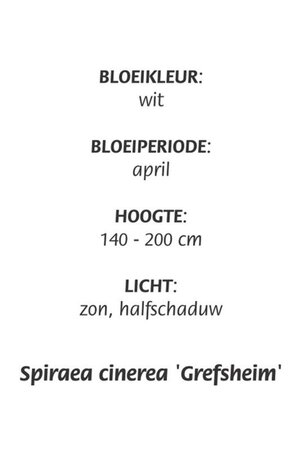 Spiraea cinerea 'Grefsheim' geen maat specificatie cont. 3,0L - afbeelding 1
