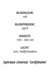 Spiraea cinerea 'Grefsheim' geen maat specificatie cont. 3,0L - afbeelding 1