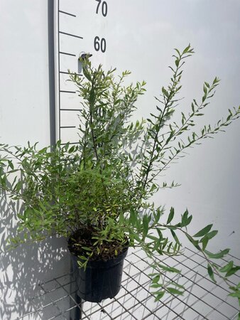 Spiraea cinerea 'Grefsheim' geen maat specificatie cont. 3,0L - afbeelding 3