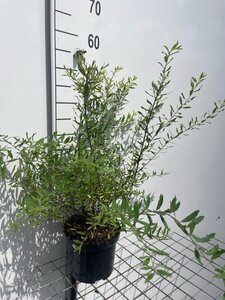 Spiraea cinerea 'Grefsheim' geen maat specificatie cont. 3,0L - afbeelding 3
