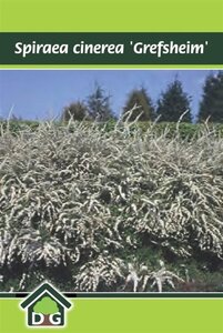 Spiraea cinerea 'Grefsheim' geen maat specificatie cont. 3,0L - afbeelding 2