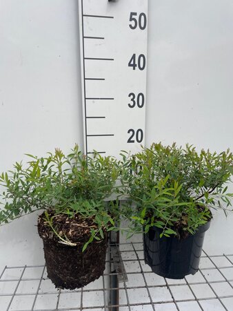 Spiraea cinerea 'Grefsheim' geen maat specificatie cont. 3,0L - afbeelding 2