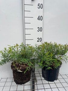 Spiraea cinerea 'Grefsheim' geen maat specificatie cont. 3,0L - afbeelding 2