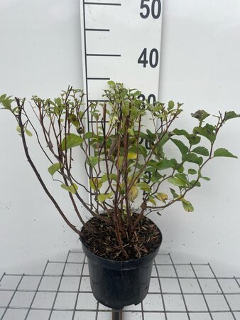 Spiraea densiflora geen maat specificatie cont. 3,0L - afbeelding 3