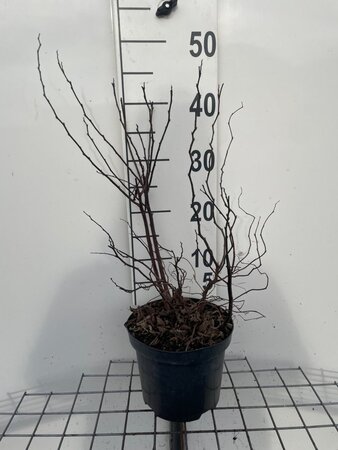 Spiraea densiflora geen maat specificatie cont. 3,0L - afbeelding 1