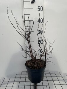 Spiraea densiflora geen maat specificatie cont. 3,0L - afbeelding 1