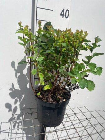 Spiraea densiflora geen maat specificatie cont. 3,0L - afbeelding 3