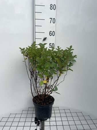 Spiraea densiflora geen maat specificatie cont. 3,0L