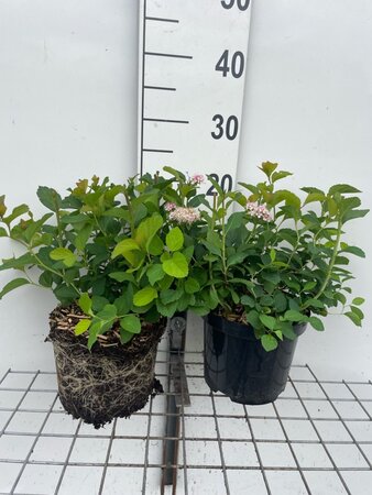Spiraea densiflora geen maat specificatie cont. 3,0L - afbeelding 2