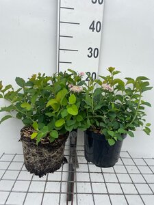 Spiraea densiflora geen maat specificatie cont. 3,0L - afbeelding 2