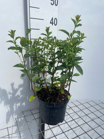 Spiraea fritschiana geen maat specificatie cont. 3,0L - afbeelding 3