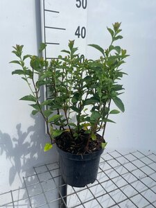 Spiraea fritschiana geen maat specificatie cont. 3,0L - afbeelding 3