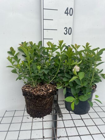 Spiraea fritschiana geen maat specificatie cont. 3,0L - afbeelding 1