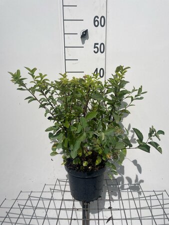 Spiraea fritschiana geen maat specificatie cont. 3,0L - afbeelding 2