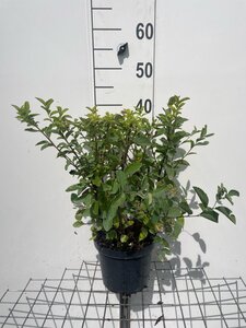 Spiraea fritschiana geen maat specificatie cont. 3,0L - afbeelding 2