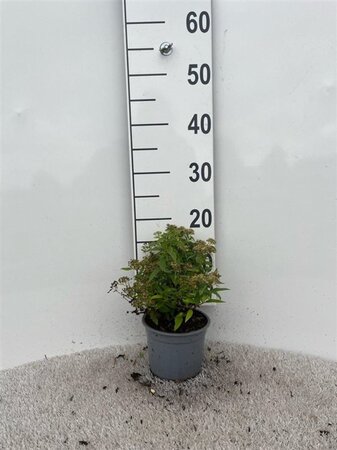 Spiraea jap. 'Albiflora' 10-15 cm cont. 1L
