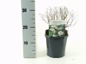 Spiraea jap. 'Albiflora' 25-30 cm cont. 2,0L