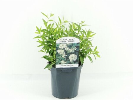 Spiraea jap. 'Albiflora' 25-30 cm cont. 2,0L - afbeelding 2