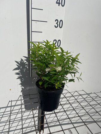 Spiraea jap. 'Albiflora' geen maat specificatie cont. 1,3L
