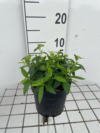 Spiraea jap. 'Albiflora' geen maat specificatie cont. 1,3L - afbeelding 2
