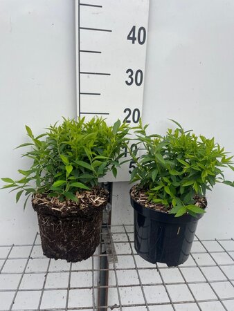 Spiraea jap. 'Albiflora' geen maat specificatie cont. 3,0L - afbeelding 1