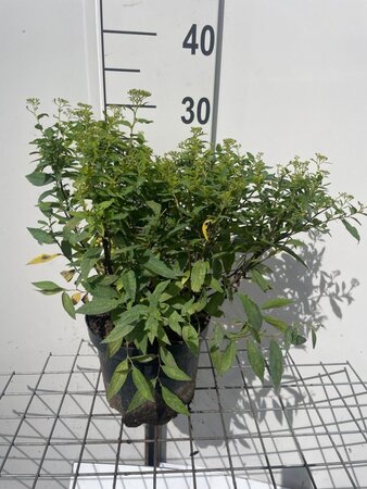 Spiraea jap. 'Albiflora' geen maat specificatie cont. 3,0L - afbeelding 2