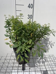 Spiraea jap. 'Albiflora' geen maat specificatie cont. 3,0L - afbeelding 2