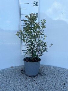 Spiraea jap. 'Anthony Waterer' 25-30 cm cont. 2,0L - afbeelding 4