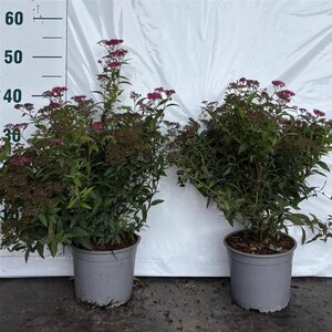 Spiraea jap. 'Anthony Waterer' 25-30 cm cont. 2,0L - afbeelding 7