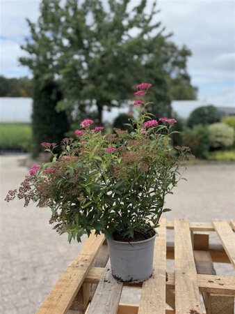 Spiraea jap. 'Anthony Waterer' 25-30 cm cont. 2,0L - afbeelding 5