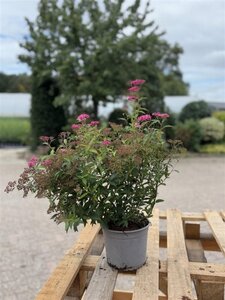 Spiraea jap. 'Anthony Waterer' 25-30 cm cont. 2,0L - afbeelding 5