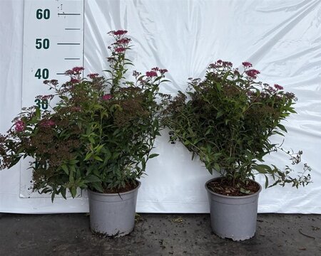 Spiraea jap. 'Anthony Waterer' 25-30 cm cont. 2,0L - afbeelding 6