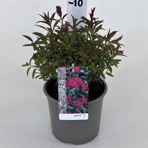 Spiraea jap. 'Anthony Waterer' 25-30 cm cont. 3,0L - afbeelding 2