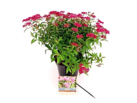 Spiraea jap. 'Anthony Waterer' 25-30 cm cont. 3,0L - afbeelding 1
