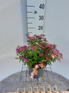 Spiraea jap. 'Anthony Waterer' 30-35 cm cont. 3,0L