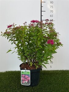 Spiraea jap. 'Anthony Waterer' 30-40 cm cont. 3,0L - afbeelding 4